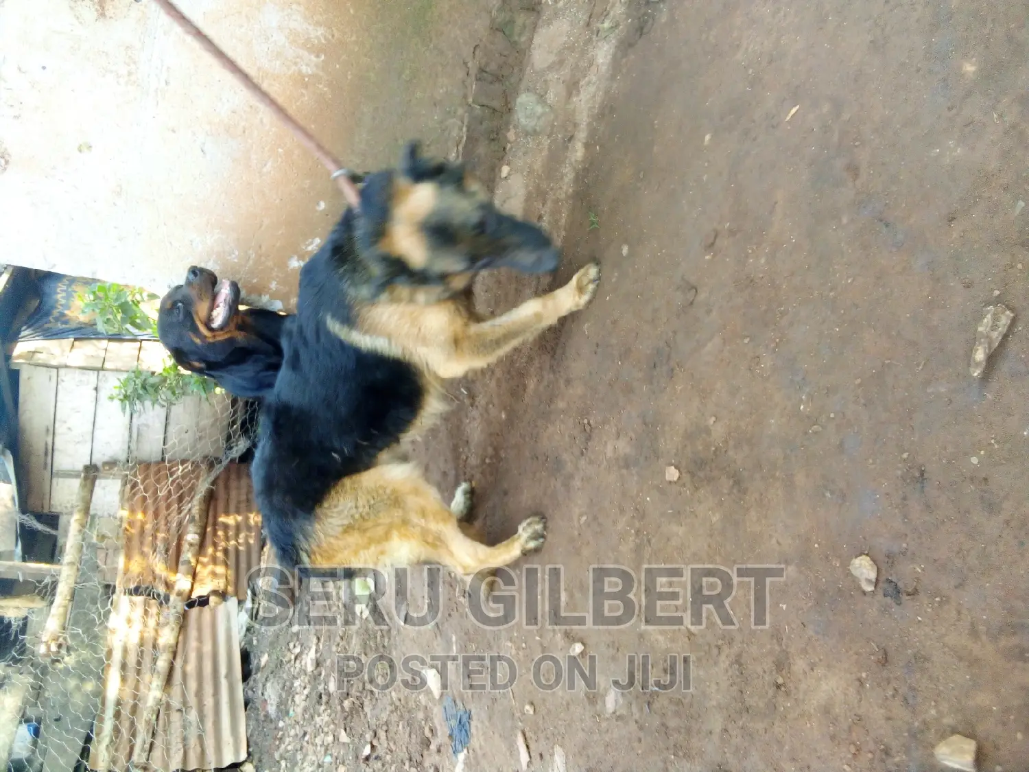 3-6 months Male Purebred German Shepherd