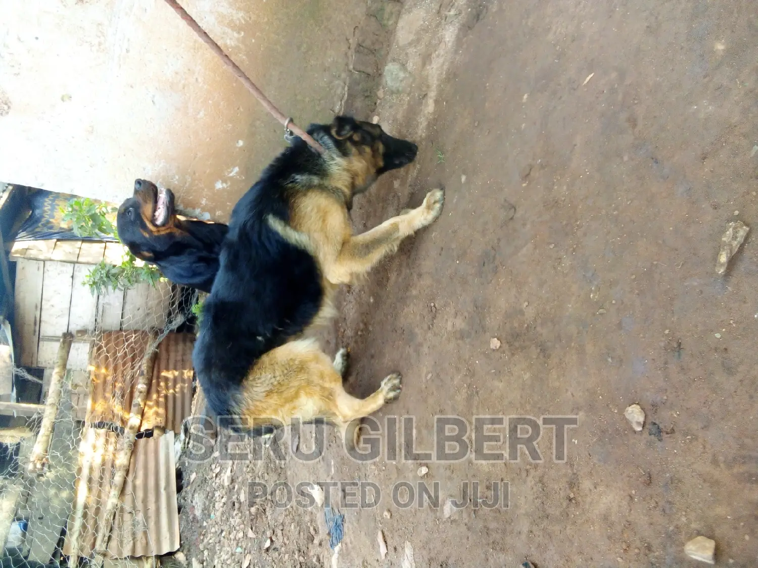 6-12 months Male Purebred German Shepherd