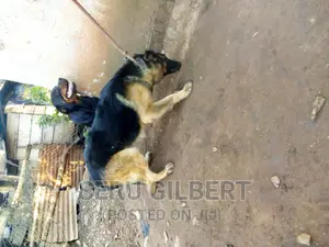 6-12 months Male Purebred German Shepherd