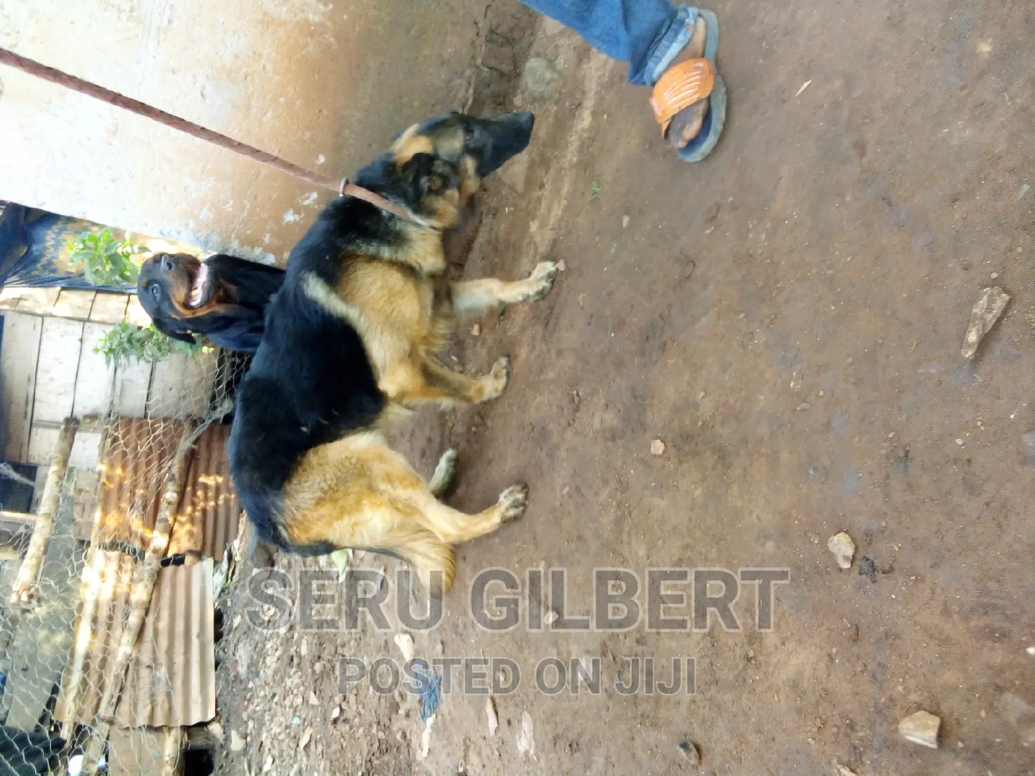1-3 months Male Purebred German Shepherd
