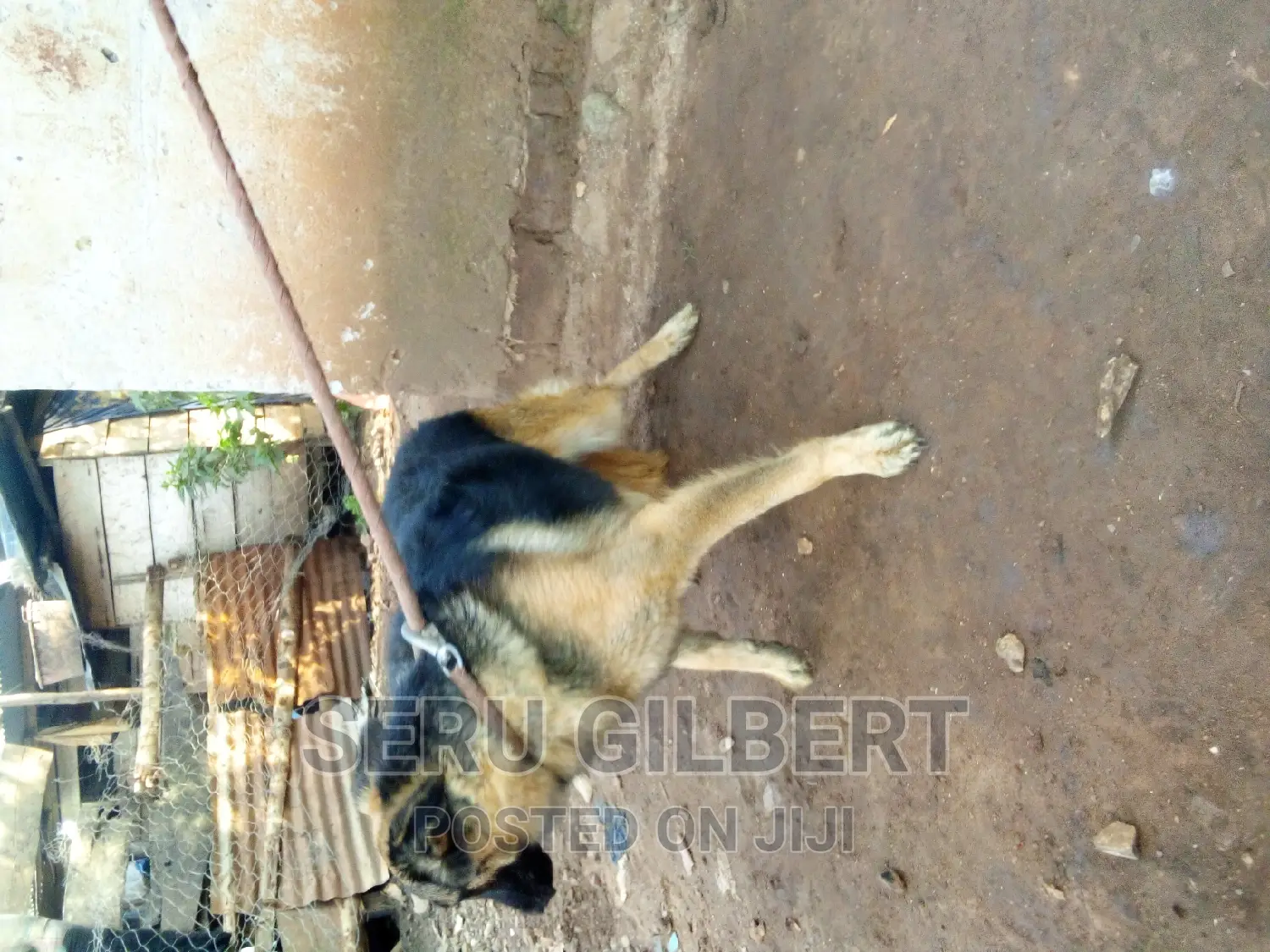 6-12 months Male Purebred German Shepherd