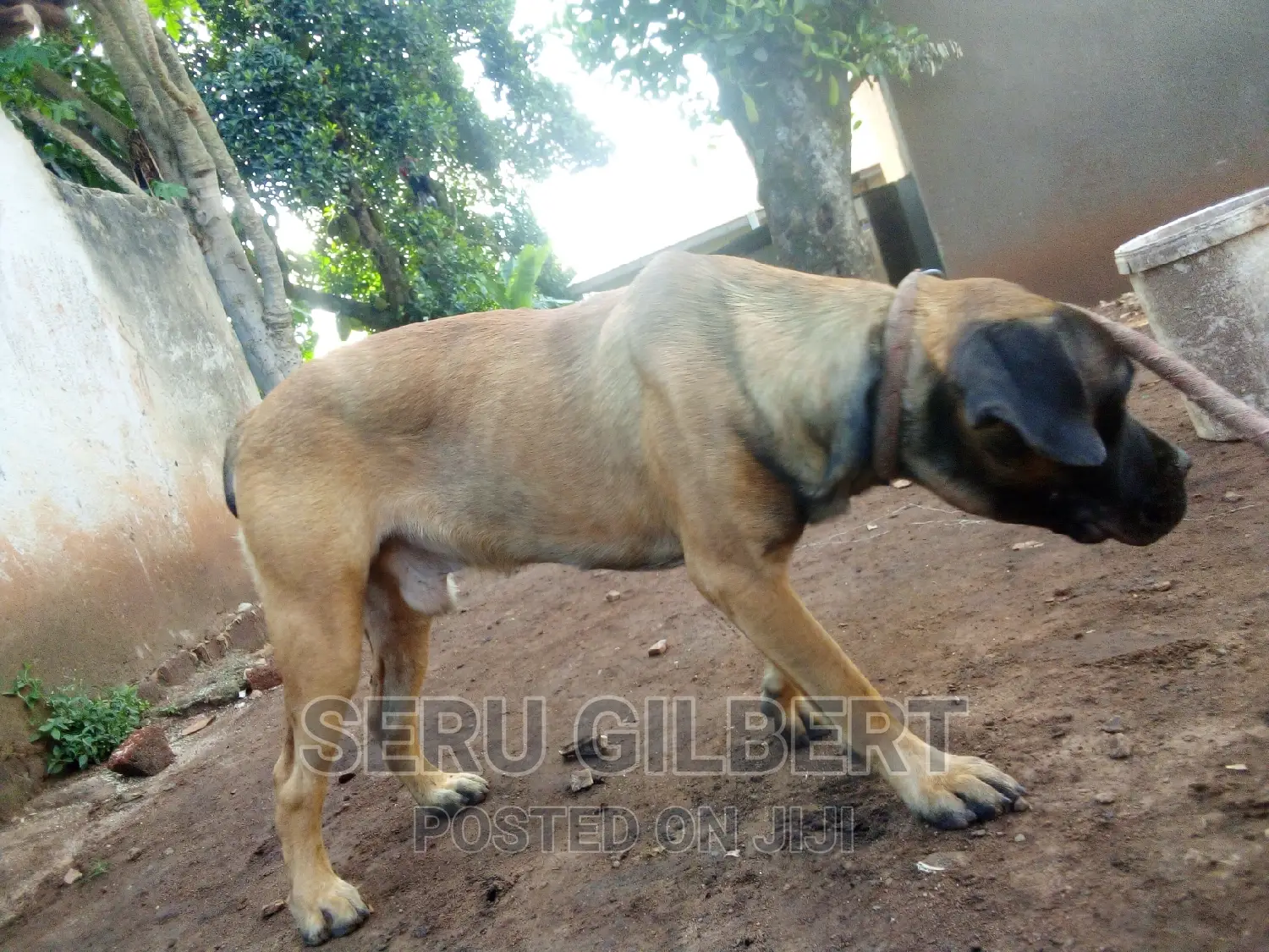 3-6 months Male Purebred Boerboel