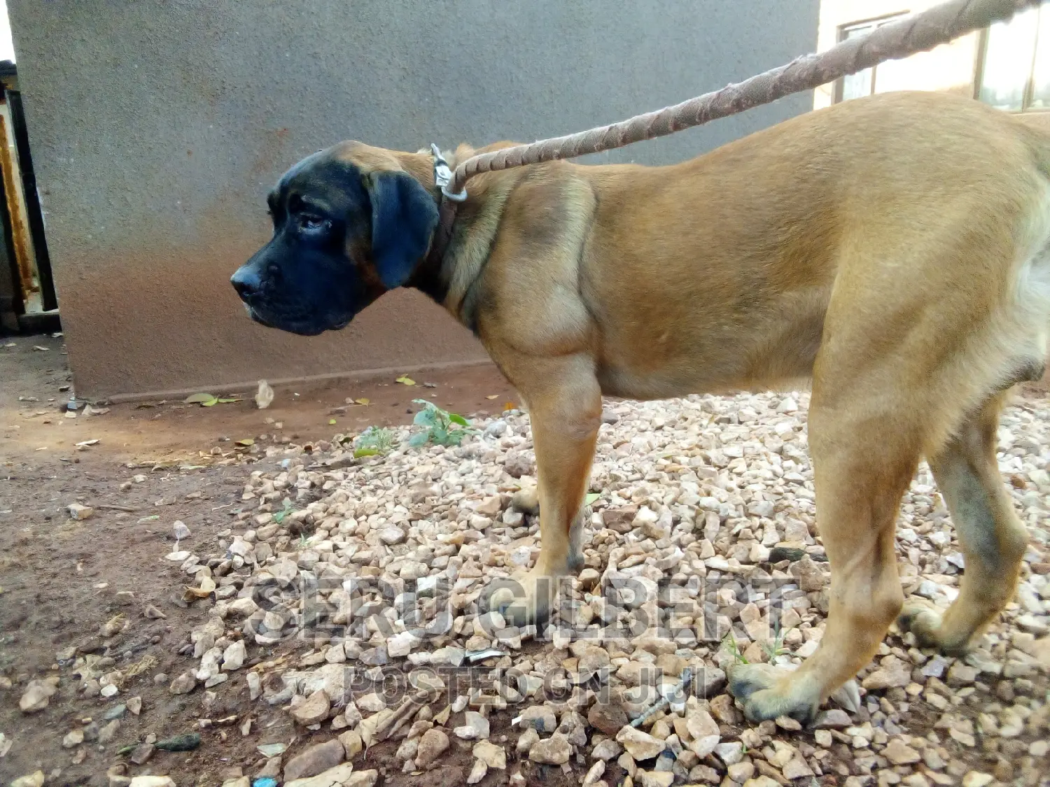 6-12 months Male Purebred Boerboel