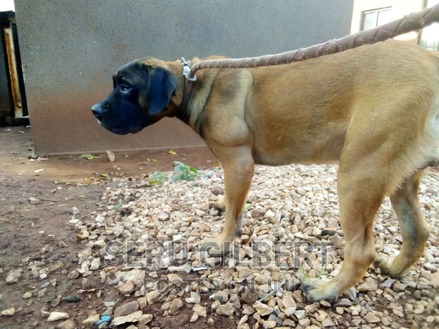 3-6 months Male Purebred Boerboel