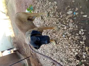 3-6 months Male Purebred Boerboel