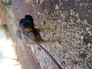6-12 months Male Purebred Boerboel