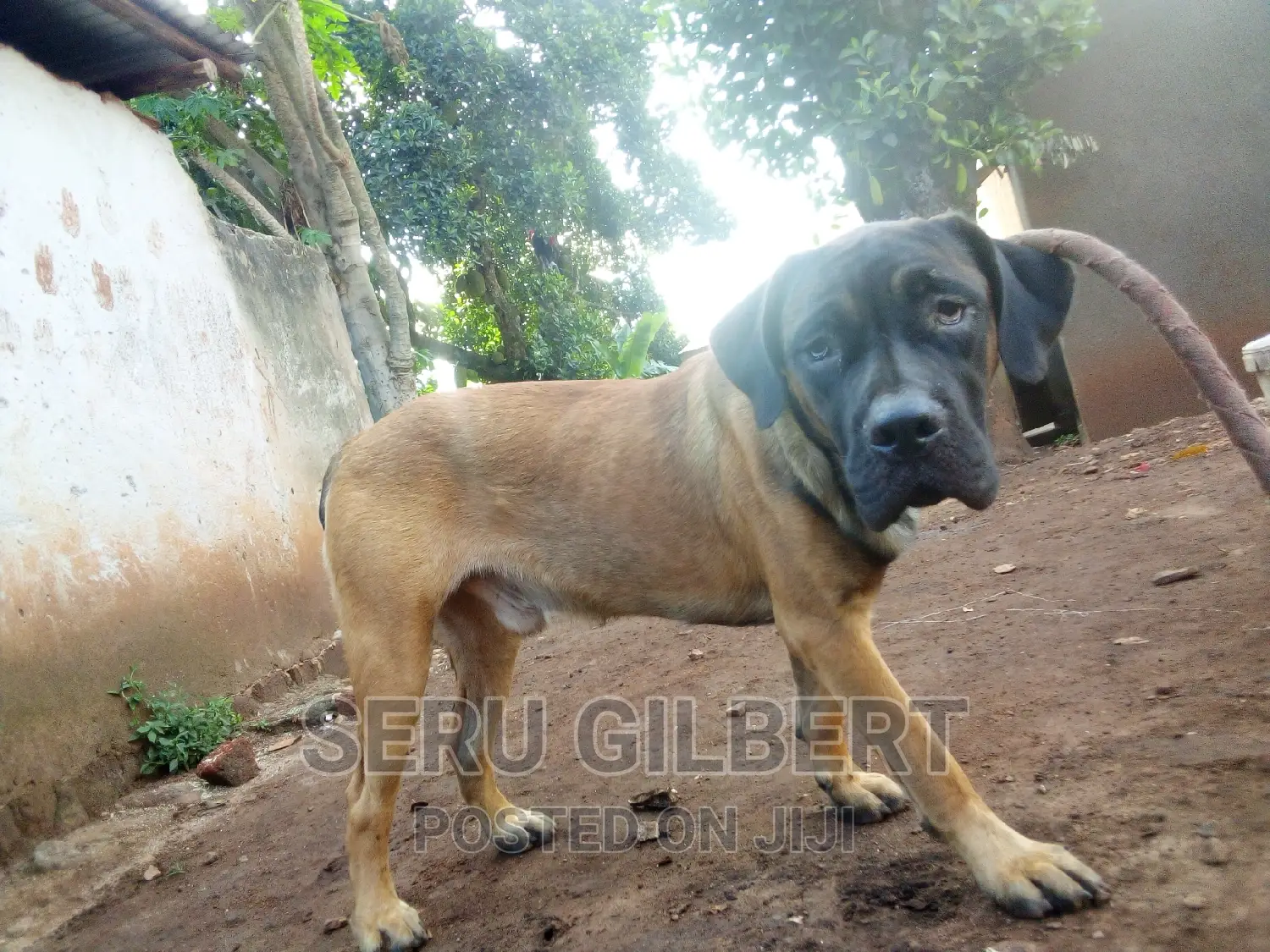6-12 months Male Purebred Boerboel