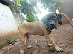 6-12 months Male Purebred Boerboel