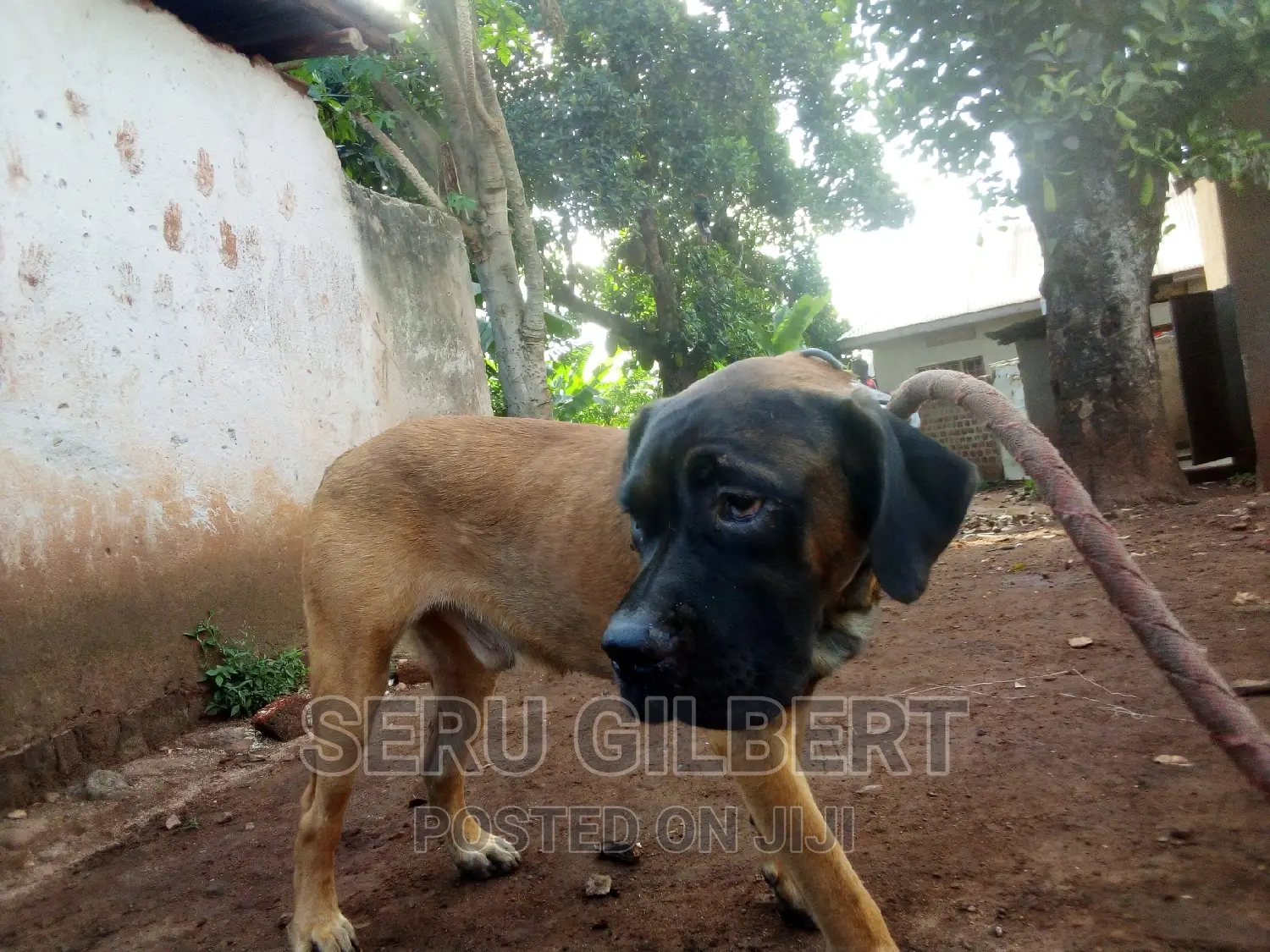 6-12 months Male Purebred Boerboel