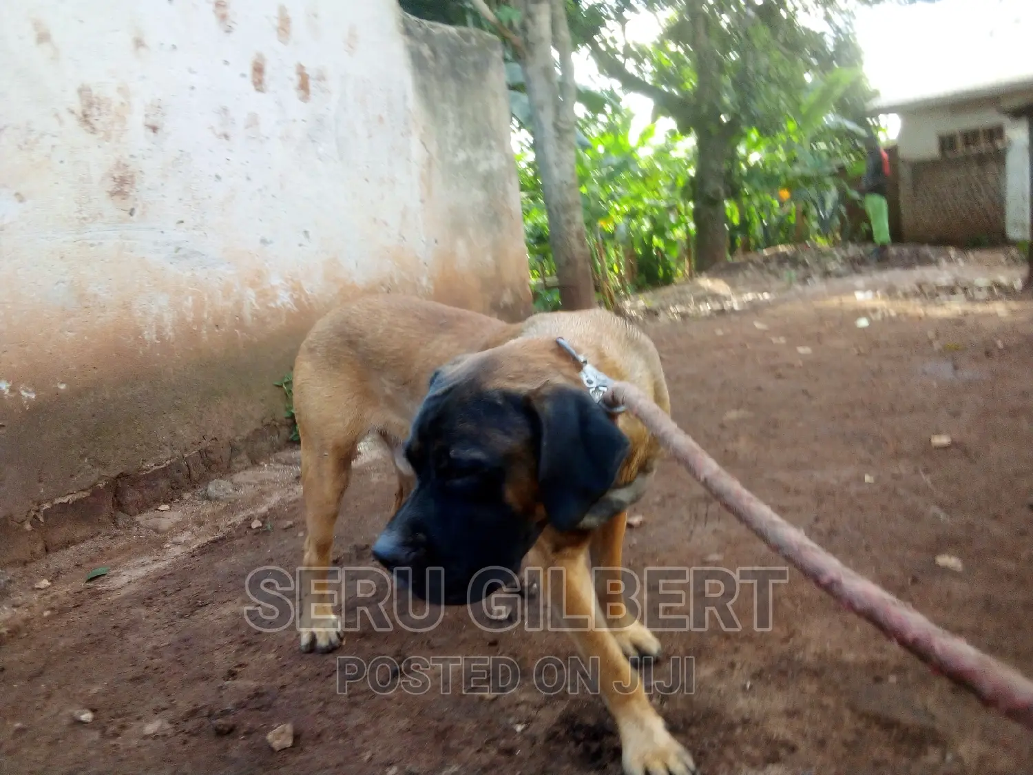 3-6 months Male Purebred Boerboel