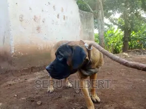 3-6 months Male Purebred Boerboel
