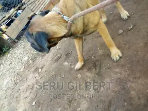 6-12 months Male Purebred Boerboel