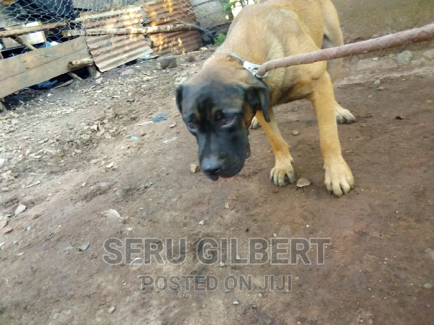 6-12 months Male Purebred Boerboel