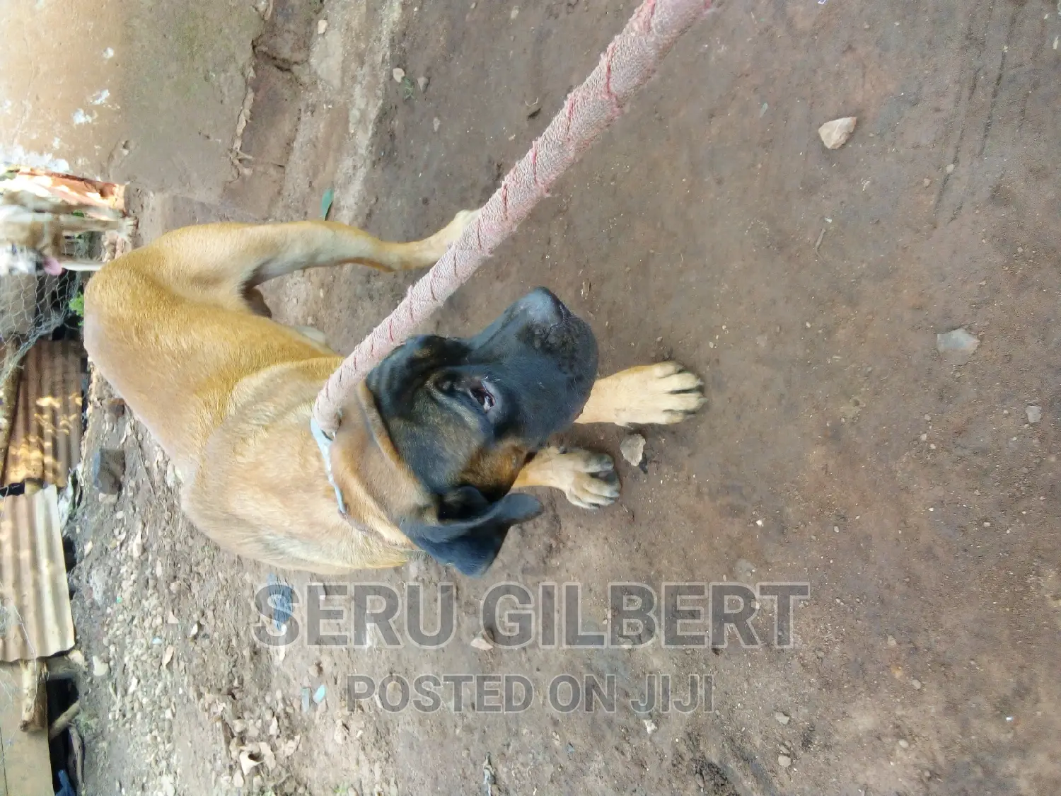 6-12 months Male Purebred Boerboel