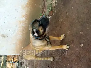 6-12 months Male Purebred Boerboel