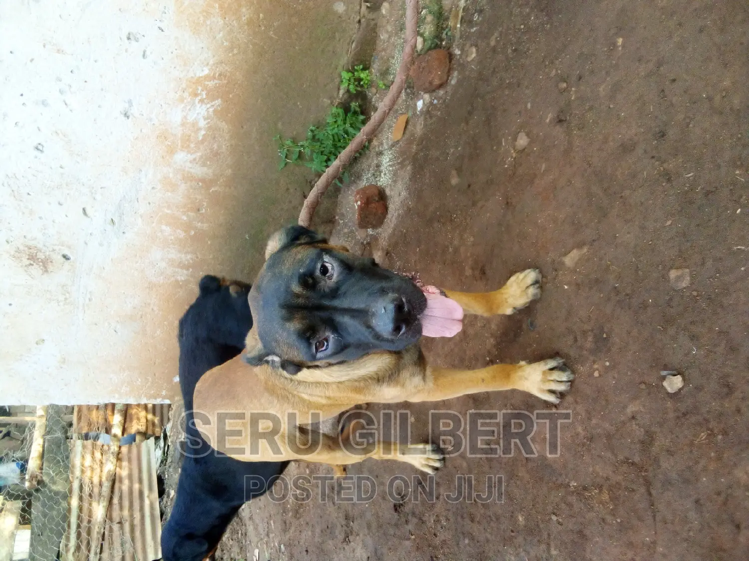 6-12 months Male Purebred Boerboel