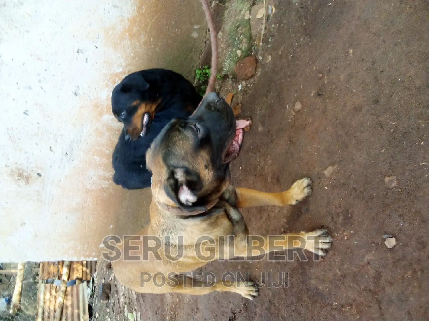 6-12 months Male Purebred Boerboel