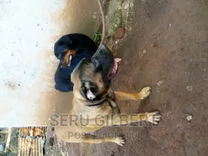 6-12 months Male Purebred Boerboel