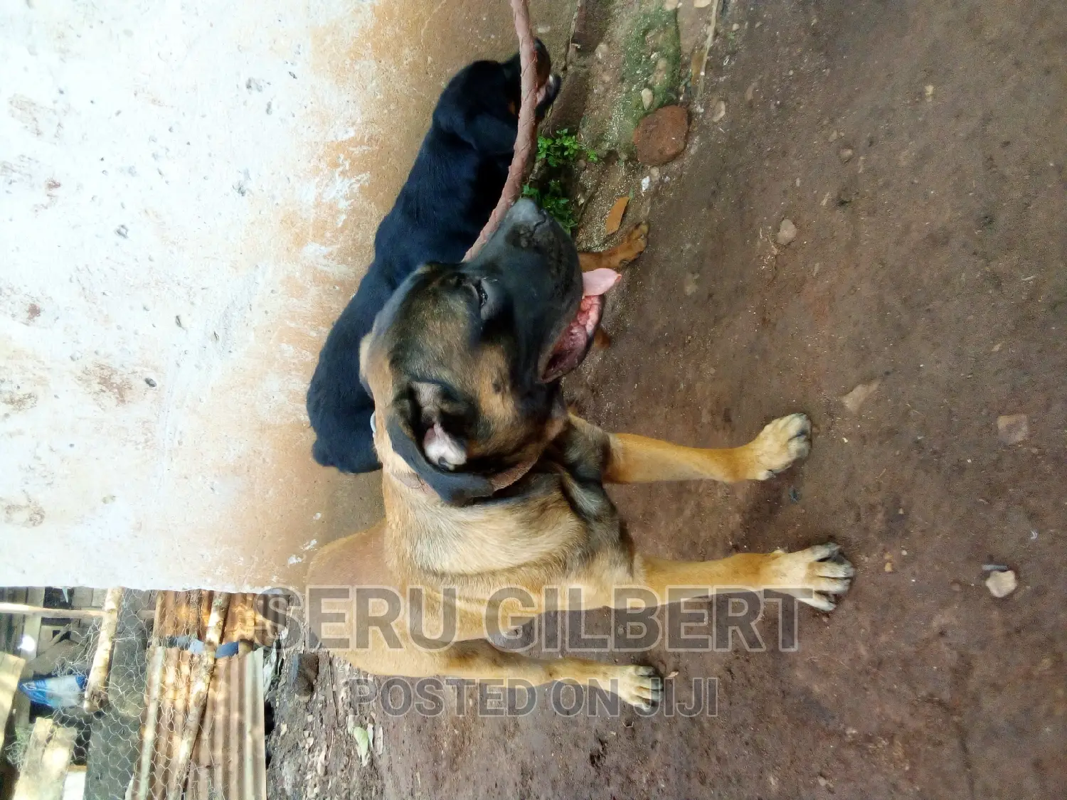 3-6 months Male Purebred Boerboel