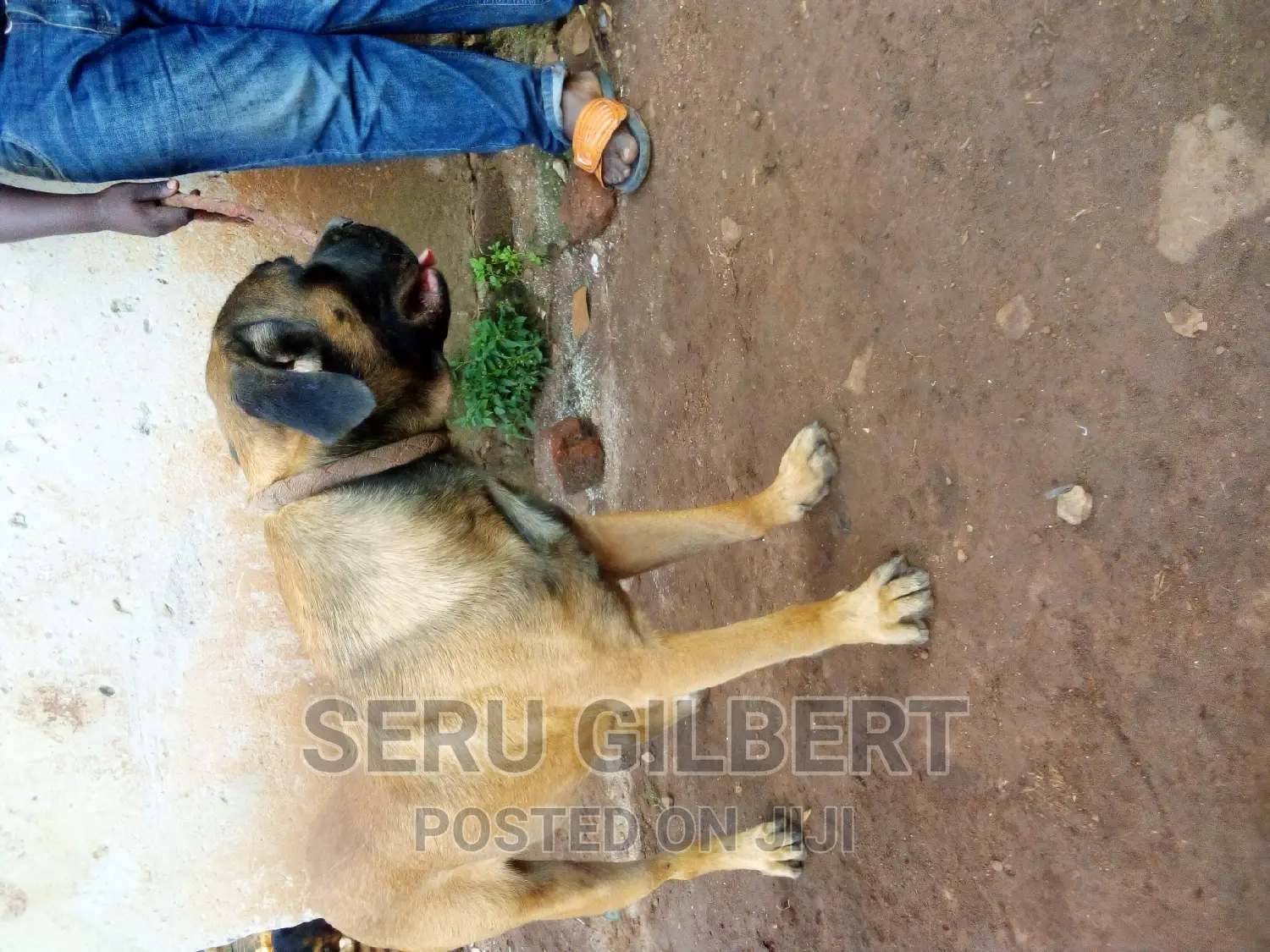 6-12 months Male Purebred Boerboel