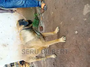 6-12 months Male Purebred Boerboel