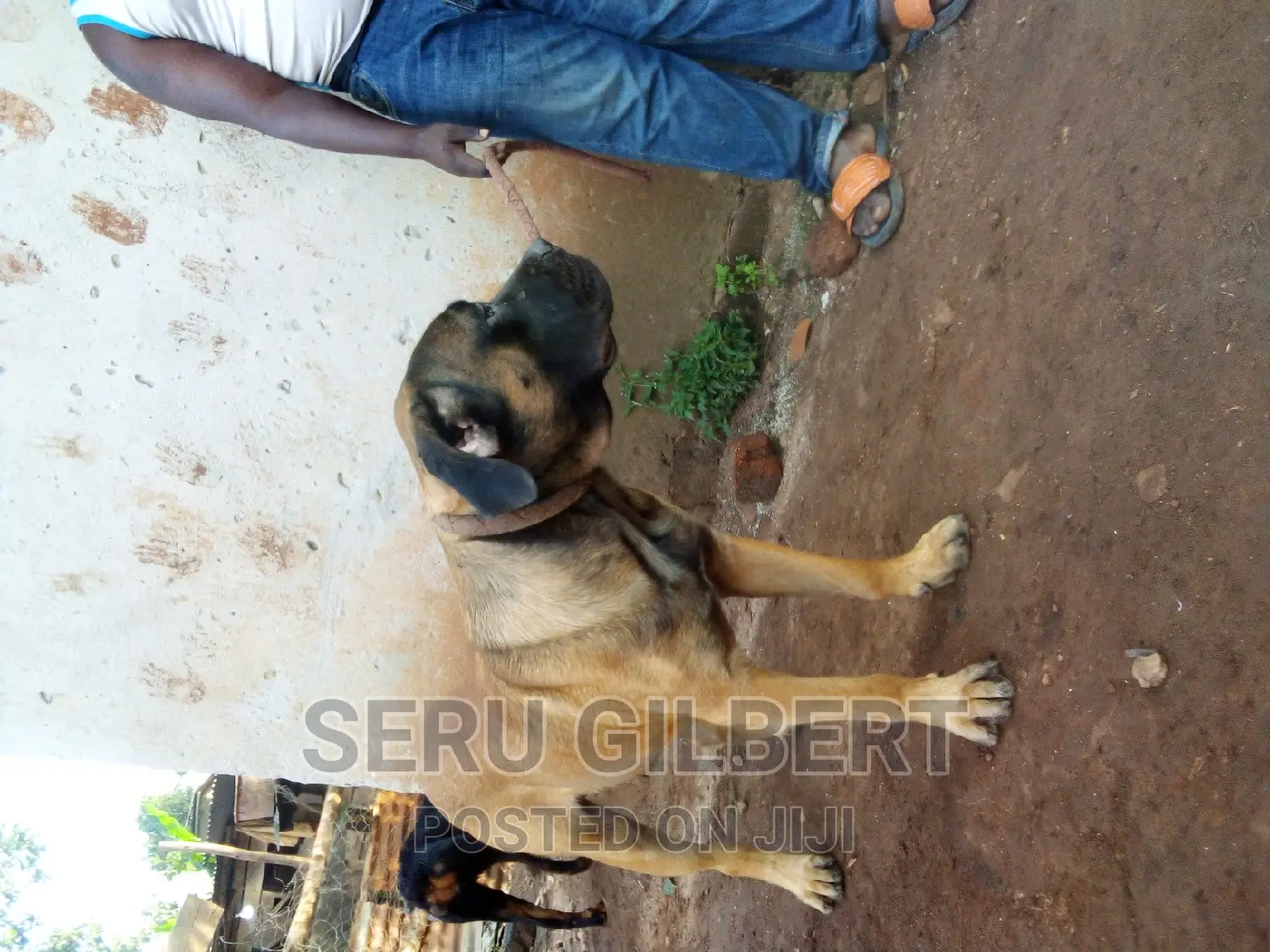 6-12 months Male Purebred Boerboel