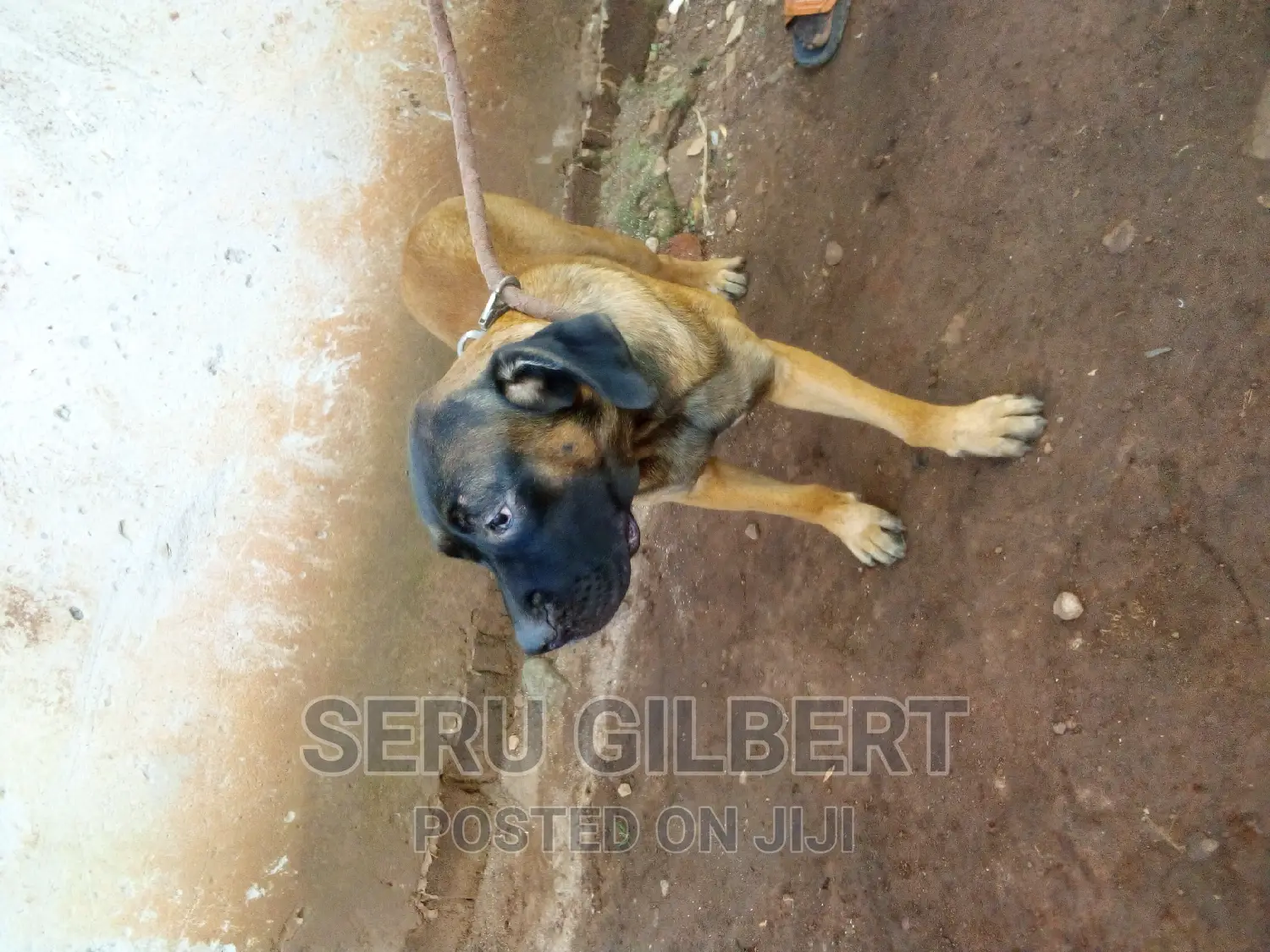 6-12 months Male Purebred Boerboel