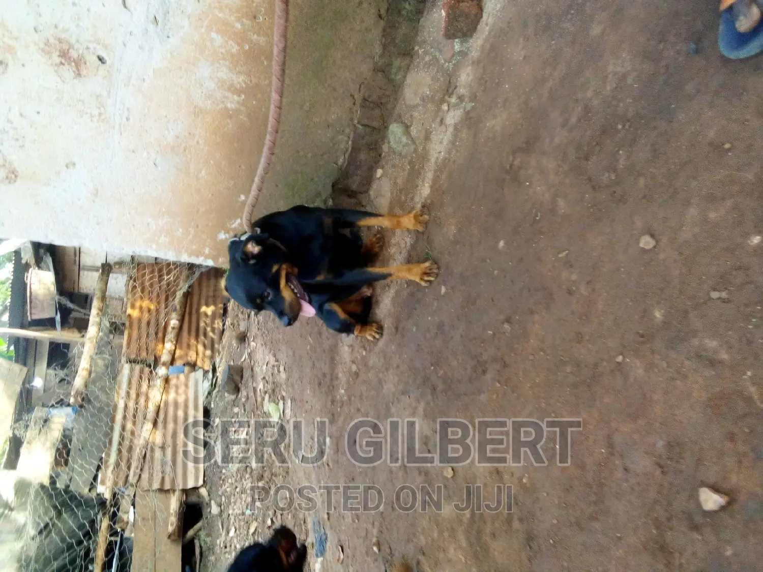 6-12 months Female Purebred Rottweiler