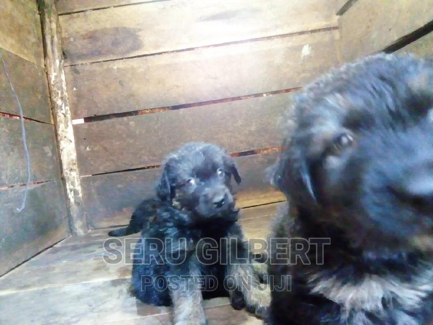 1-3 months Male Purebred German Shepherd