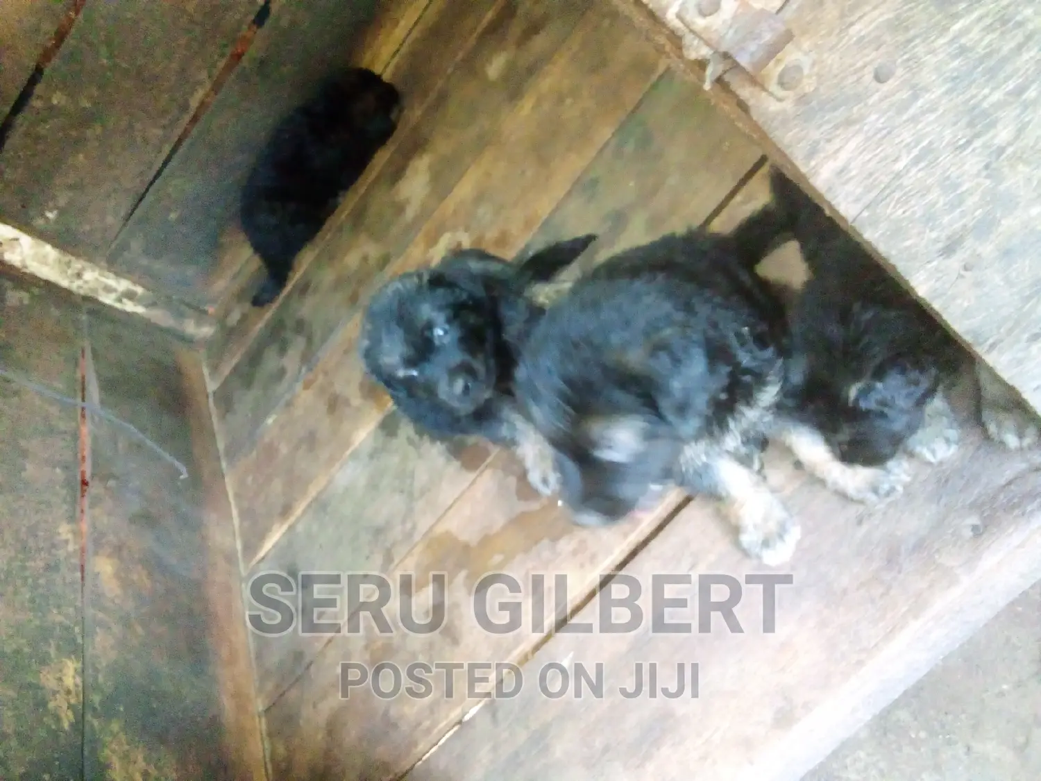 3-6 months Male Purebred German Shepherd