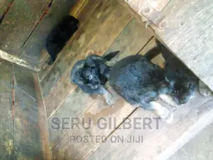 3-6 months Male Purebred German Shepherd