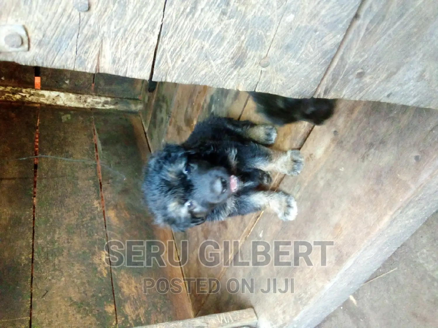 3-6 months Male Purebred German Shepherd