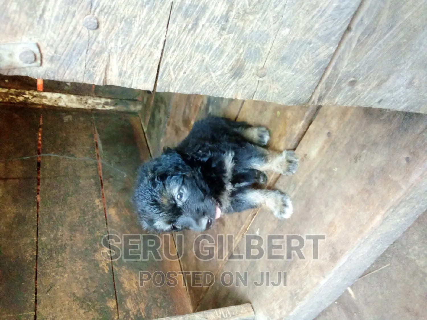 3-6 months Male Purebred German Shepherd