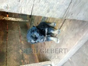 3-6 months Male Purebred German Shepherd