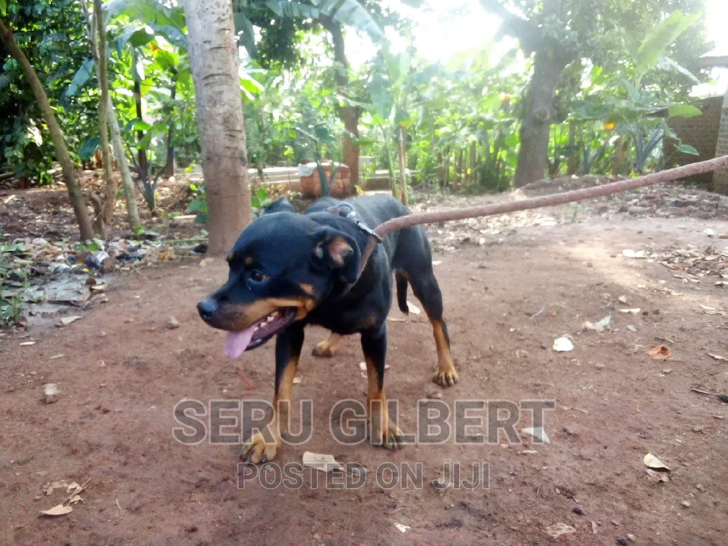 3-6 months Female Purebred Rottweiler