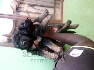 3-6 months Male Purebred German Shepherd