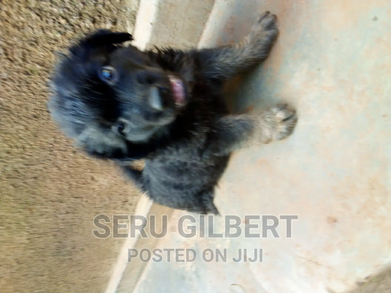 3-6 months Male Purebred German Shepherd