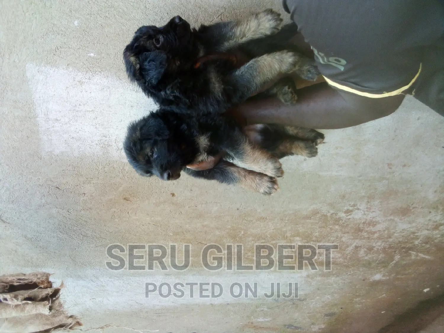 1-3 months Male Purebred German Shepherd