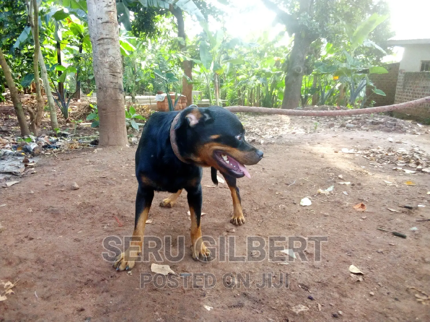 3-6 months Female Purebred Rottweiler