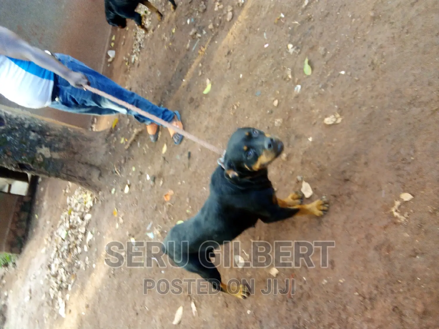 3-6 months Female Purebred Rottweiler