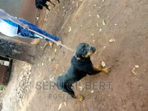 3-6 months Female Purebred Rottweiler