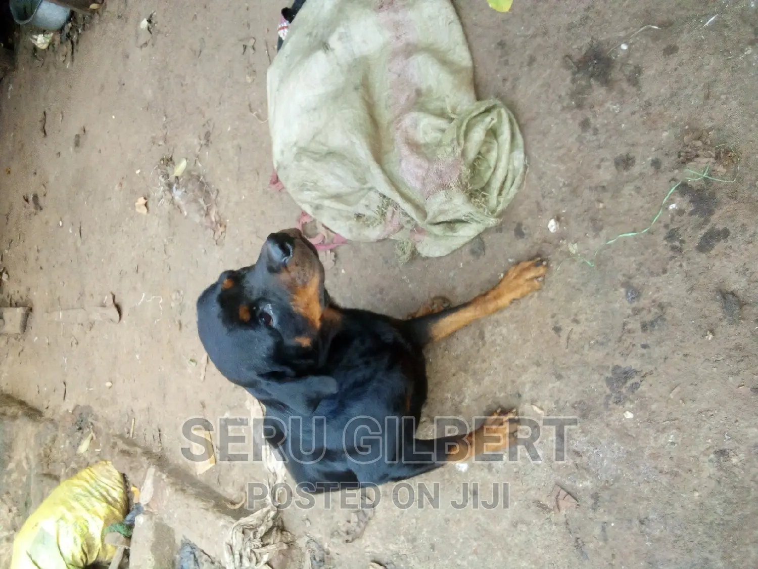 3-6 months Female Purebred Rottweiler