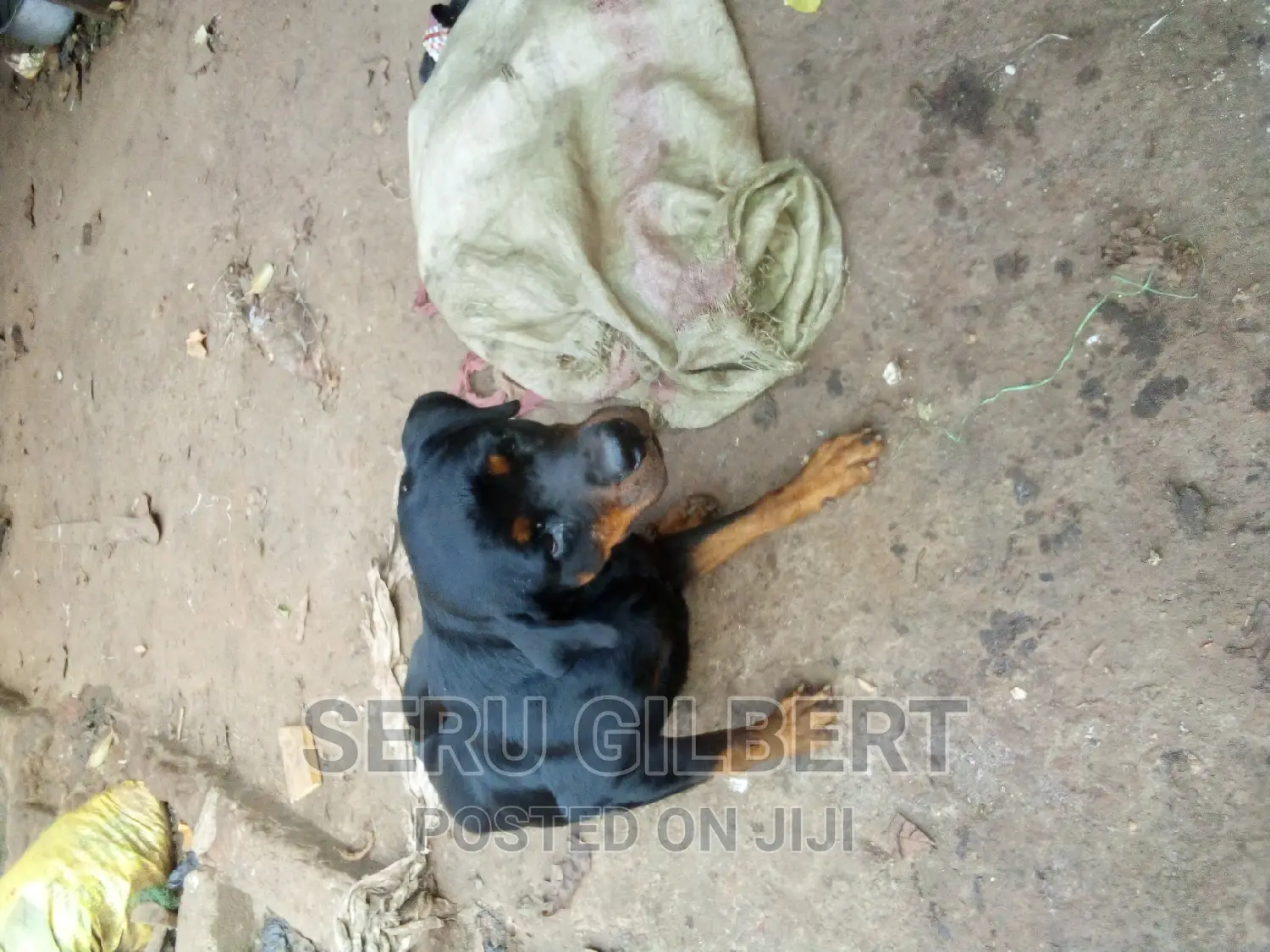 3-6 months Female Purebred Rottweiler