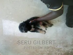 1-3 months Female Purebred German Shepherd