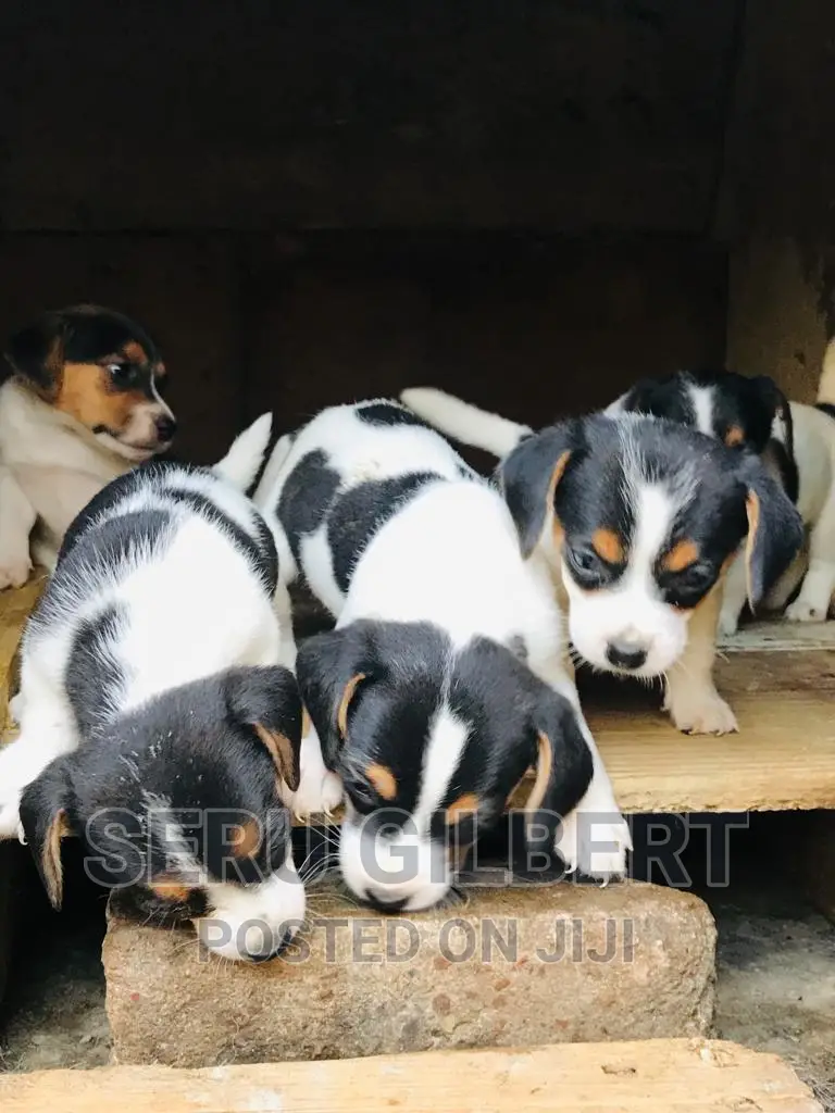 1-3 months Male Purebred Jack Russell Terrier