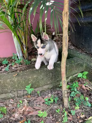 3-6 months Male Purebred Siberian Husky