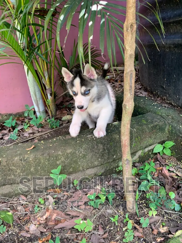 3-6 months Male Purebred Siberian Husky