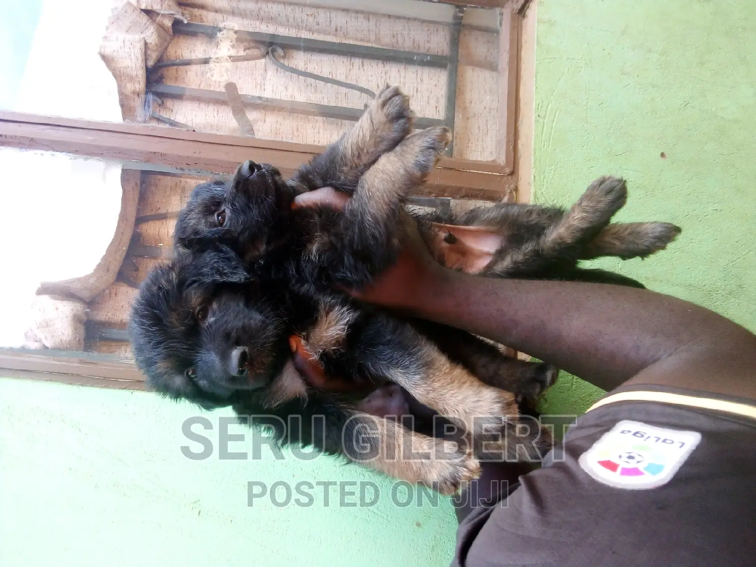 1-3 months Male Purebred German Shepherd