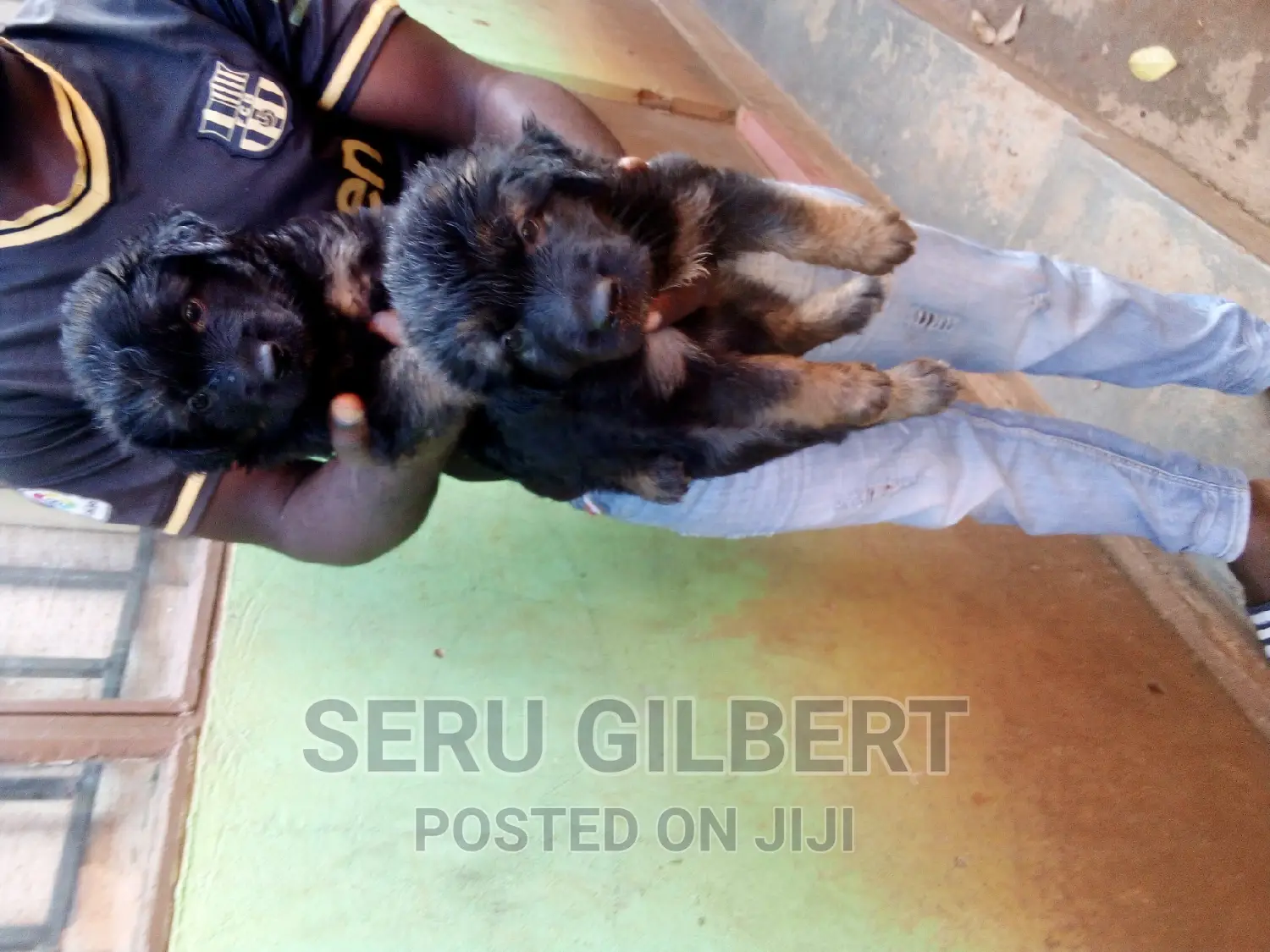 1-3 months Male Purebred German Shepherd