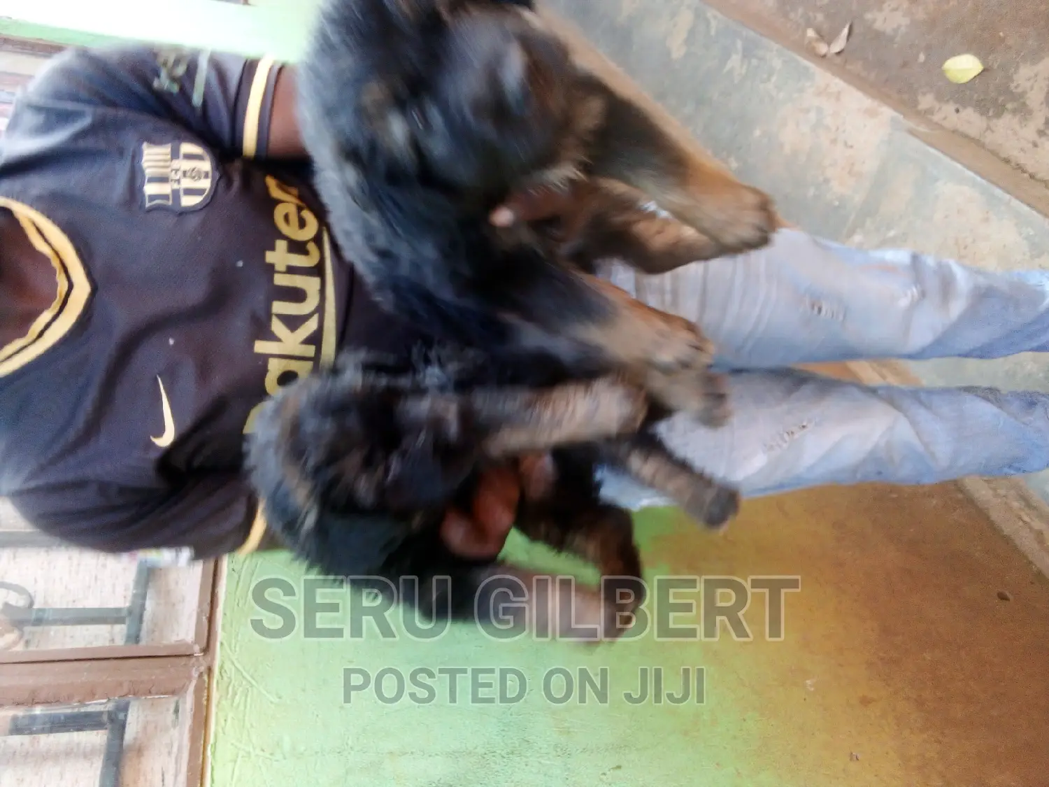 1-3 months Male Purebred German Shepherd